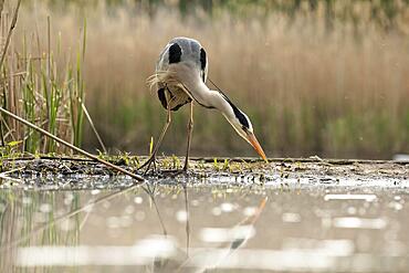 Grey heron (Ardea cinerea) sunbathing on willow tree, Haut-Rhin department, Alsace, France, Europe