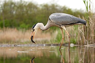 Grey heron (Ardea cinerea) in a pond with captured fish in its beak, Kiskunsag, Hungary, Europe