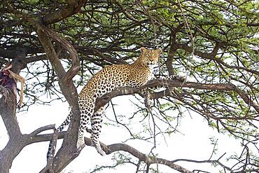 Leopard (Panthera pardus) female, Kenya, Masai Mara, Africa