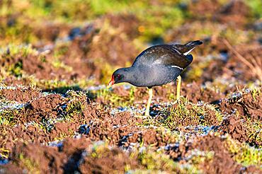 Common Moorhen (Gallinula chloropus) on Marshes shrouded in frost, Devon, England, United Kingdom, Europe