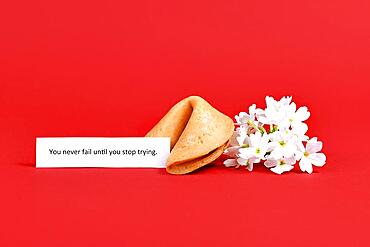 Text 'You never fail until you stop trying' next to fortune cookie and flowers. Motivational concept