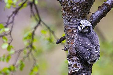 Northern hawk owl (Surnia ulula), branchling, Varanger, Finnmark, Norway, Europe