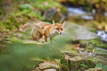 Red fox (Vulpes vulpes), running along the stream in the forest