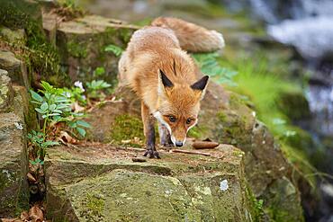 Red fox (Vulpes vulpes), running along the stream in the forest