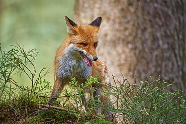 Red fox (Vulpes vulpes), alert in the forest