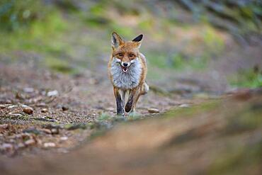 Red fox (Vulpes vulpes), running on path in forest