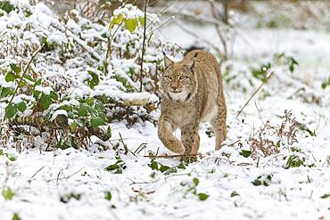 Eurasian lynx (Lynx lynx), walking through winter forest, captive, Hesse, Germany, Europe