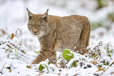 Eurasian lynx (Lynx lynx), walking through winter forest, captive, Hesse, Germany, Europe