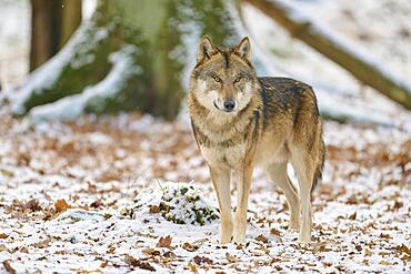 Gray wolf (Canis lupus), adult, alert, forest, winter, captive, Hesse, Germany, Europe