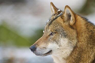 Gray wolf (Canis lupus), adult, alert, portrait, winter, captive, Hesse, Germany, Europe