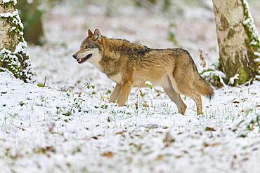 Gray wolf (Canis lupus), adult, alert, running, forest, winter, captive, Hesse, Germany, Europe