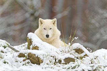 Arctic wolf (Canis lupus arctos), adult, lies, snow, winter, captive