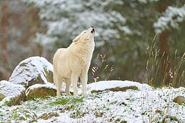 Arctic wolf (Canis lupus arctos), adult, howling, snow, winter, captive