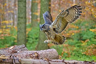 Eurasian eagle-owl (Bubo bubo), adult, approaching tree trunk in forest, autumn