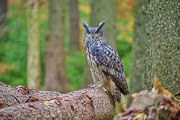 Eurasian eagle-owl (Bubo bubo), adult, sitting on tree trunk in forest, autumn