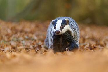 European badger (Meles meles), walking through autumnal forest