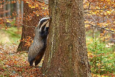 European badger (Meles meles), standing on the tree looking for food, autumn