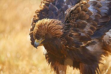 Golden eagle (Aquila chrysaetos), adult, sitting in meadow at sunrise, portrait