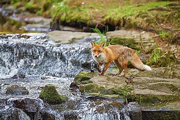 Red fox (Vulpes vulpes), by the stream in the forest