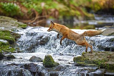 Red fox (Vulpes vulpes), jumping over stream in forest