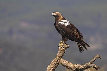 Spanish Imperial Eagle (Aquila adalberti), adult, on cork oak branch, Toledo Province, Castilla-La Mancha, Spain, Europe