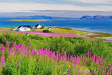 Narrow-leaved willowherbs cover the ground in bloom and in huge quantities, individual houses, evening primrose plants, summer, Arctic, Varanger Peninsula, Vadsoe, Lapland, Norway, Europe