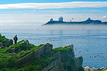 Man on cliffs, many seabirds, military listening posts, fog, atmospheric, Vardoe. hornoeya, Arctic Ocean, Finnmark, Norway, Europe