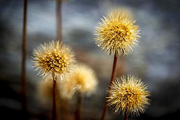 Withered mountain flower with dewdrops, St Moritz, Engadin, Grisons, Switzerland, Europe