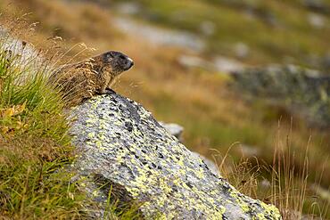 Alpine marmot (Marmota marmota) on rocks, St Moritz, Engadin, Grisons, Switzerland, Europe