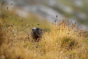 Alpine marmot (Marmota marmota) in autumn meadow, St Moritz, Engadin, Grisons, Switzerland, Europe