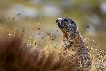 Alpine marmot (Marmota marmota) in autumn meadow, St Moritz, Engadin, Grisons, Switzerland, Europe