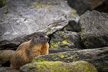 Alpine marmot (Marmota marmota) on rocks, St Moritz, Engadin, Grisons, Switzerland, Europe