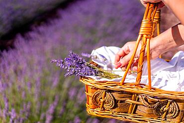 Lifestyle, hands of a woman in a summer lavender field picking flowers