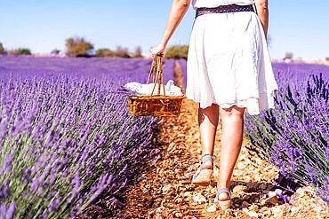 Lifestyle, a woman in a summer lavender field picking flowers in a white dress