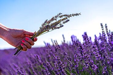 Hands of a woman collecting lavender in a lavender field with purple flowers, lifestyle