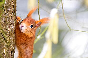 Eurasian red squirrel (Sciurus vulgaris) climbing a tree trunk, animal portrait, Hesse, Germany, Europe