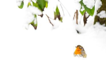 European robin (Erithacus rubecula) on snow-covered ground, Hesse, Germany, Europe