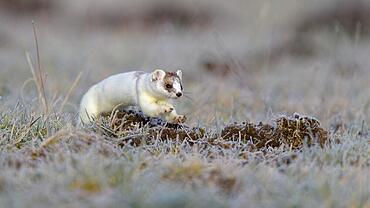 Stoat (Mustela erminea), jumping in a meadow with hoarfrost, changing coat from summer to winter coat, biosphere reserve, Swabian Alb, Baden-Wuerttemberg, Germany, Europe