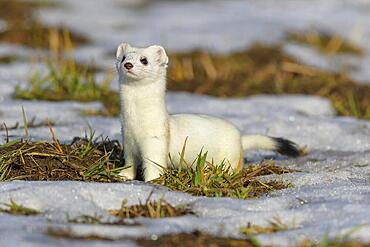 Stoat (Mustela erminea), in a meadow with residual snow, biosphere area, Swabian Alb, Baden-Wuerttemberg, Germany, Europe