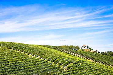 ASTI, ITALY - CIRCA AUGUST 2020: Piedmont hills in Italy, Monferrato area. Scenic countryside during summer season with vineyard field. Wonderful blue sky in background