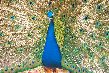 Peacock does a cartwheel