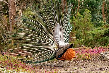 Blue peacock turns a wheel