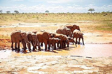 Herd of elephants at the waterhole in the savannah of East Africa, red elephants in the gene of Tsavo West National Park, Kenya, Africa