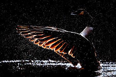 Canada goose (Branta canadensis) backlit, surrounded by splashes of water, bathing in a body of water