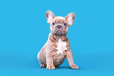 Red fawn French Bulldog dog puppy sitting on blue background