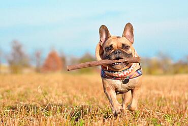 Happy small brown French Bulldog dog wearing a scarf around neck running towards camera playing fetch with wooden stick in muzzle in front of autumn landscape