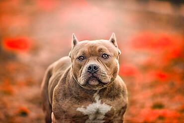 American Pit Bull Terrier, blurred background