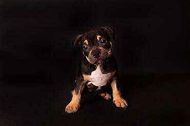 Puppy American Pit Bull Terrier sit on black background in studio