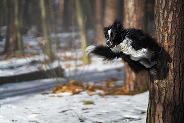 A Border Collie dog poses and shows various tricks in a somewhat wintery setting. Little snow