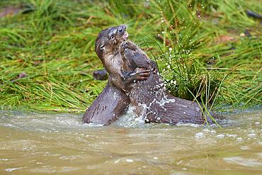 European otter (Lutra lutra), adult, two animals playing in the water, captive, Germany, Europe